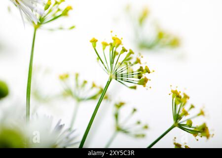 Ampolline di aneto con semi e foglie Foto Stock
