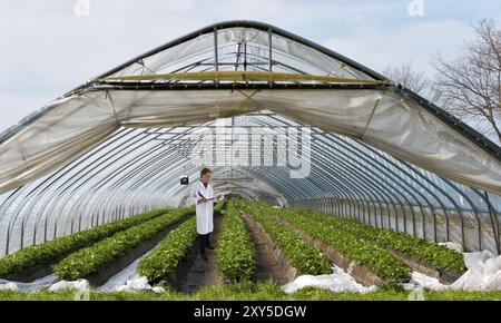 Serra a tunnel con piante di fragole Foto Stock