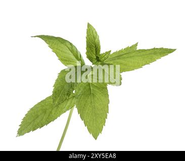 Primo piano delle foglie verdi della menta piperita. Menta isolata su bianco Foto Stock