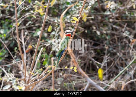 Cuccioli bianchi nella savana dell'Africa australe Foto Stock