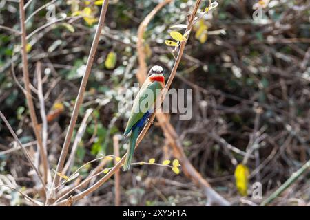 Cuccioli bianchi nella savana dell'Africa australe Foto Stock