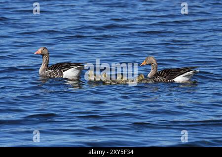 Oche Greylag con imbragature Foto Stock