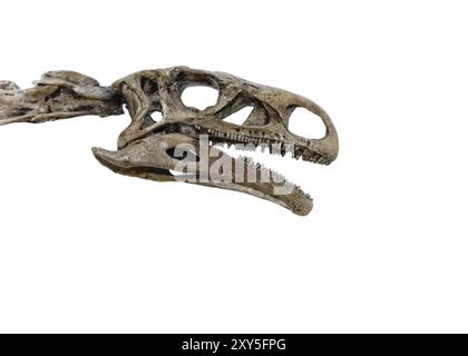 Testa di uno scheletro di dinosauro isolato su sfondo bianco Foto Stock