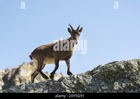 Giovane femmina alpina (Capra ibex) che guarda la macchina fotografica e sta in piedi sulle alte rocce in pietra nelle montagne di Dombay contro il cielo. Caucaso settentrionale. Russi Foto Stock