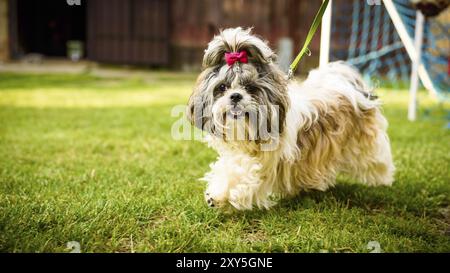 Cane Shih tzu con arco rosso sulla testa che corre al guinzaglio su erba verde Foto Stock