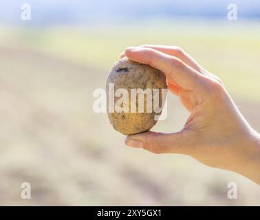 L'agricoltore tiene in mano patate fresche. Raccolto, cibo vegetariano biologico Foto Stock