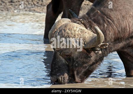 Kaffernbueffel, Suedafrika, Bueffel, trinkend, Wasserloch Wildlife, artiodattili, Sudafrica, Sabie Sand, bufalo (Syncerus caffer), Bovidae ----- Foto Stock