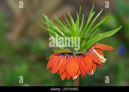 Kaiserkrone (fritillaria imperialis), garten Foto Stock