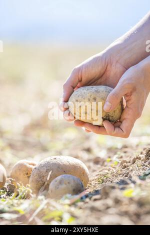 L'agricoltore tiene in mano patate fresche. Raccolto, cibo vegetariano biologico Foto Stock