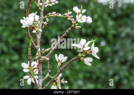 Fiori e boccioli sui rami di una giovane mandorlo contro a sfocare lo sfondo di colore verde, il fuoco selettivo Foto Stock