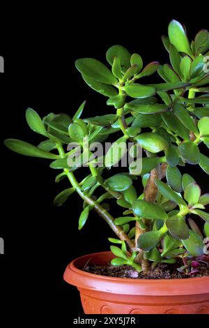 (Crassula ovata) o pianta succulenta dell'albero dei soldi in vaso di fiori da vicino su sfondo nero Foto Stock