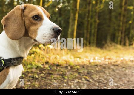 Cane beagle sorge sul percorso nella foresta in verticale sul lato sinistro Foto Stock