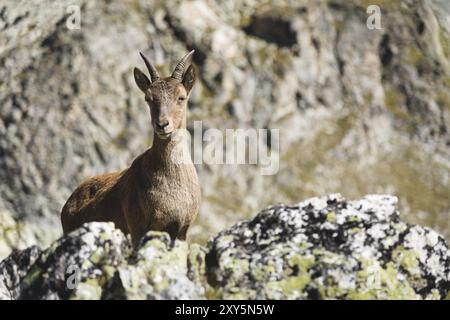 Giovane femmina alpina (Capra ibex) che guarda la macchina fotografica e sta in piedi sulle alte rocce in pietra delle montagne di Dombay contro le rocce. Caucaso settentrionale. Rus Foto Stock