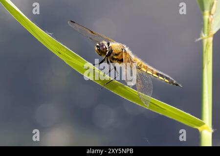 Quattro punti Foto Stock