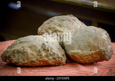 Hateg, Romania - uova di dinosauro nano fossilizzate, una caratteristica unica era che erano isolate su un'isola, i dinosauri soffrivano di un fenomeno Foto Stock