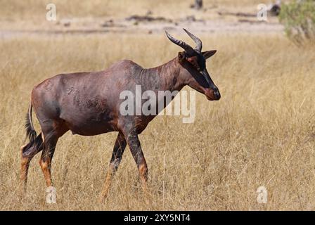 Leierantilope (Damaliscus lunatus), Moremi Wildreservat Botswana Foto Stock