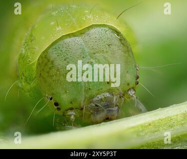 Angolatura Shades Moth caterpillar (Phlogophora meticolosa) primo piano. Tipperary, Irlanda Foto Stock