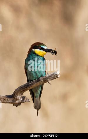 Mangiatore d'ape con preda Foto Stock