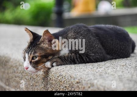 Simpatico gatto multicolore che riposa su una superficie asciutta e pulita ricoperta di ciottoli del parco Foto Stock