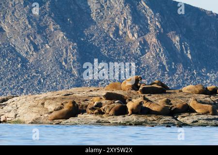 Trichechi alle sette isole nell'arcipelago delle Svalbard Foto Stock