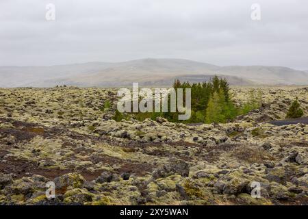 Eldhraun Lava Field (Mossy Lava Fields) nell'Islanda meridionale, lava basaltica ghiacciata coperta da muschio verde lanoso Foto Stock