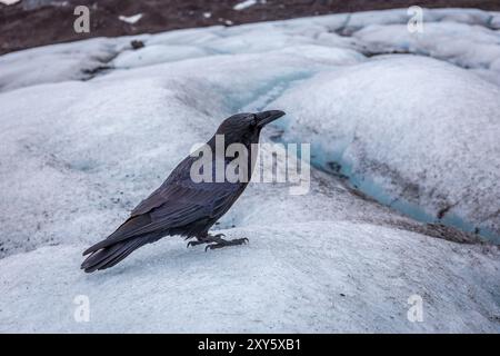 Uccello corvo nero seduto su una calotta di ghiaccio del ghiacciaio Skaftafell, parte del Parco Nazionale Vatnajokull, Islanda. Foto Stock