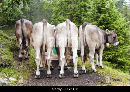 4 mucche, in piedi su un sentiero escursionistico Foto Stock