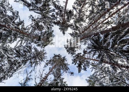 Vista invernale degli alberi innevati Foto Stock