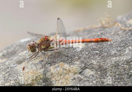 Darter Dragonfly, maschio adulto - Sympetrum striolatum Foto Stock