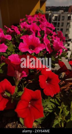 Beautiful pink and red petunias blooming on urban balcony Foto Stock