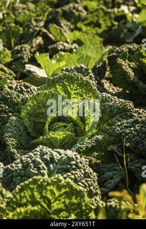 Le colture di cavolo nero su un campo in Austria Estate Foto Stock