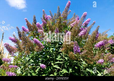 Buddleja davidii 'Flutterby Pink' a metà agosto, Garden Plant Shrub Buddleja fioritura Foto Stock