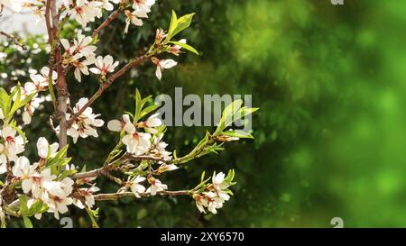 Fiori e boccioli sui rami di una giovane mandorlo contro a sfocare lo sfondo di colore verde con un posto per il testo, la messa a fuoco selettiva Foto Stock