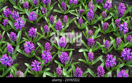 Giacinti da giardino (Hyacinthus), varietà Miss Saigon, rosa, aiuola, Keukenhof, Lisse, Olanda meridionale, Paesi Bassi Foto Stock