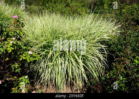 Erba d'argento, Miscanthus sinensis 'Rigoletto', erba di fanciulla Giardino cinese di Eulalia Foto Stock