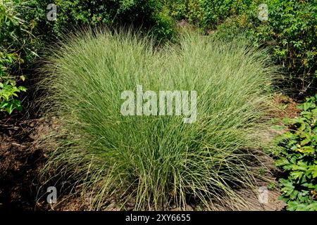 Erba da ginnastica in giardino Cinese Silvergrass Eulalia, Miscanthus sinensis 'Morning Light' Foto Stock