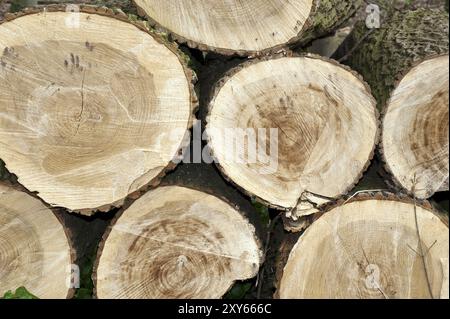 Tronchi ad albero impilati nella vista frontale Foto Stock