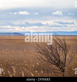 Nastro a lamelle a Neusiedlersee con le montagne sullo sfondo Foto Stock