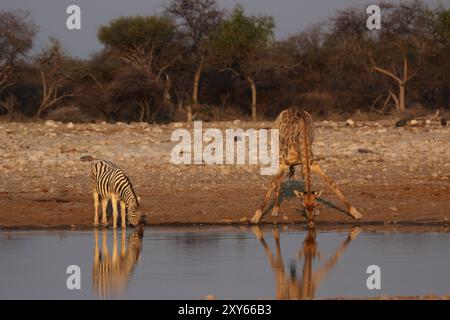 Giraffe e Plains Zebra bevendo presso il pozzo d'acqua nel Parco Nazionale di Etosha, Namibia, Giraffe e Plains Zebra bevendo presso il pozzo d'acqua nell'Eto Foto Stock