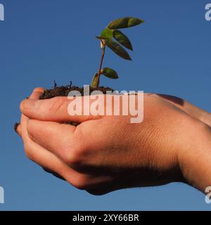 Mani maschili in possesso di una pianta crescente, giornata soleggiata con cielo blu, ecologia o il concetto di crescita Foto Stock