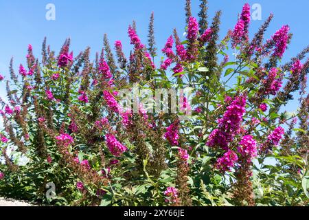 Buddleja davidii "Buzz Hot Raspberry" agosto, piante da giardino arbusti fiori di Buddha Foto Stock