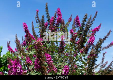 Buddleja davidii "Buzz Hot Raspberry" Buddolia Garden Plant Shrub Buddleja in fiore Foto Stock