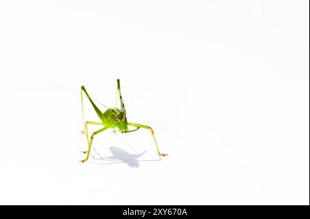 Grasshopper verde su white paper Foto Stock