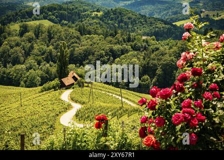 Famosa strada del vino a forma di cuore in Slovenia in estate, forma di cuore, Herzerl Strasse, vigneti in estate, Spicnik Foto Stock