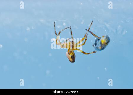 Il ragno incrociato (Araneus) si avvicina alla sua preda, un'ape (Anthophila) filata nel bozzolo Foto Stock