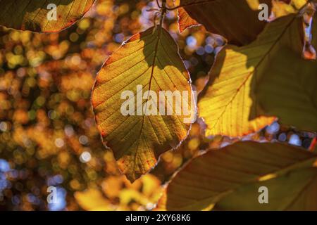 Il faggio di rame (Fagus sylvatica purpurea) lascia Contre Jour. Primo piano. Macro. Dettagli Foto Stock