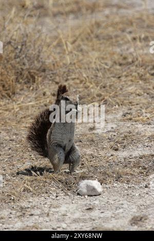 Scoiattolo di terra del Capo (Xerus inauris) nel Parco Nazionale di Etosha, Namibia, scoiattolo di terra dell'Africa australe nel Parco Nazionale di Etosha, Namibia, Africa Foto Stock