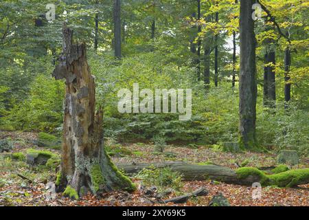 Old Dead Tree, Spessart, Germania Old Mossy Tree Trunk in Fagus sylvatica, Baviera, Germania, Europa Foto Stock