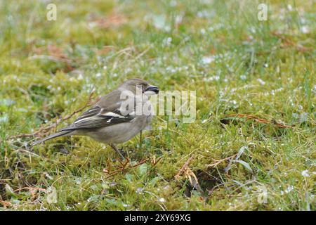 Zaffinch comune (Fringilla coelebs) quando si cerca cibo. Lo chaffinch è comune quando si cerca cibo Foto Stock