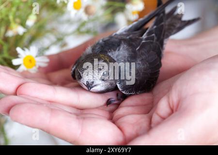 Ritratto di un giovane seduta veloce su una mano Foto Stock